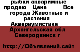 рыбки акваримные продаю › Цена ­ 30 - Все города Животные и растения » Аквариумистика   . Архангельская обл.,Северодвинск г.